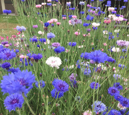 wild mixed flowers